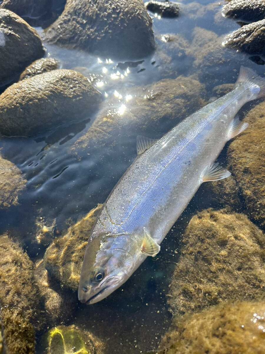 【画像・写真】渓流解禁!尺ヤマメ狙ってウグイ6連発　本命ヤマメは今後に期待　型良し引き強し!鬼怒川本流で“初場所”