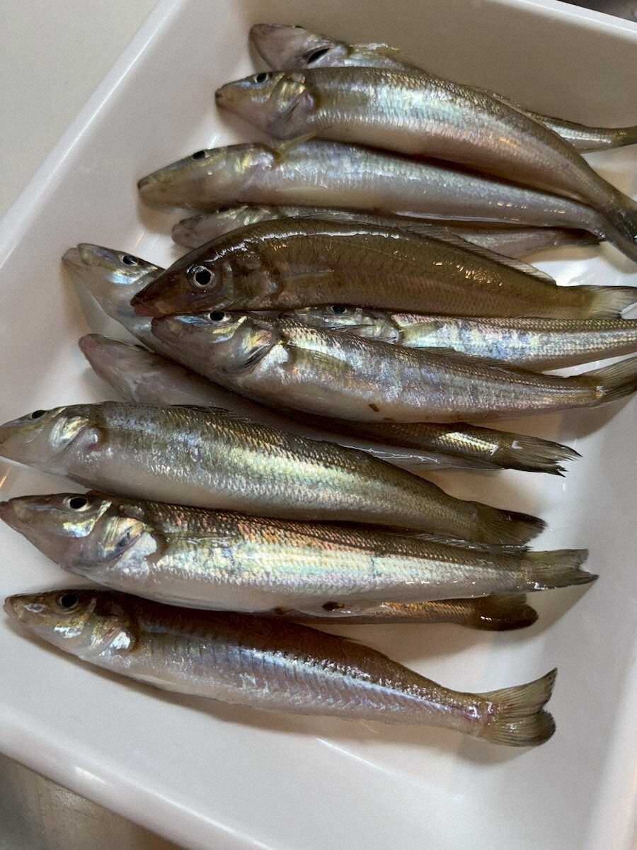 【画像・写真】友情育んだ!!2人計14匹シロギスで念願「昆布締め」/タレント橘みづほ　神奈川・金沢八景