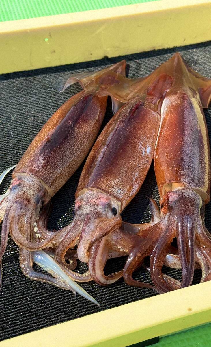 【画像・写真】イカがですか!?スルメカーテン　宙層狙いで3点掛け!!