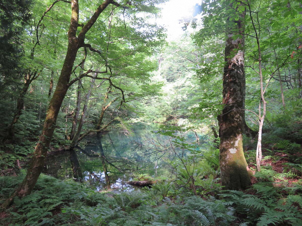 【画像・写真】【秋田～青森】神秘の青さにうっとり…「十二湖」青池、湧壺の池で癒しのひととき