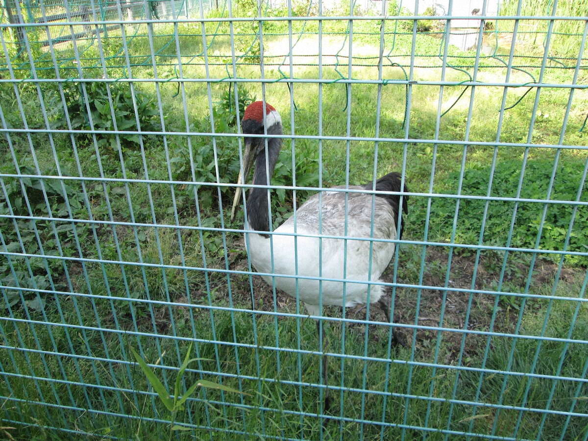 【画像・写真】【秋田～青森】岩木山をバックに300mの絶景！吉永小百合のCMで注目「鶴の舞橋」