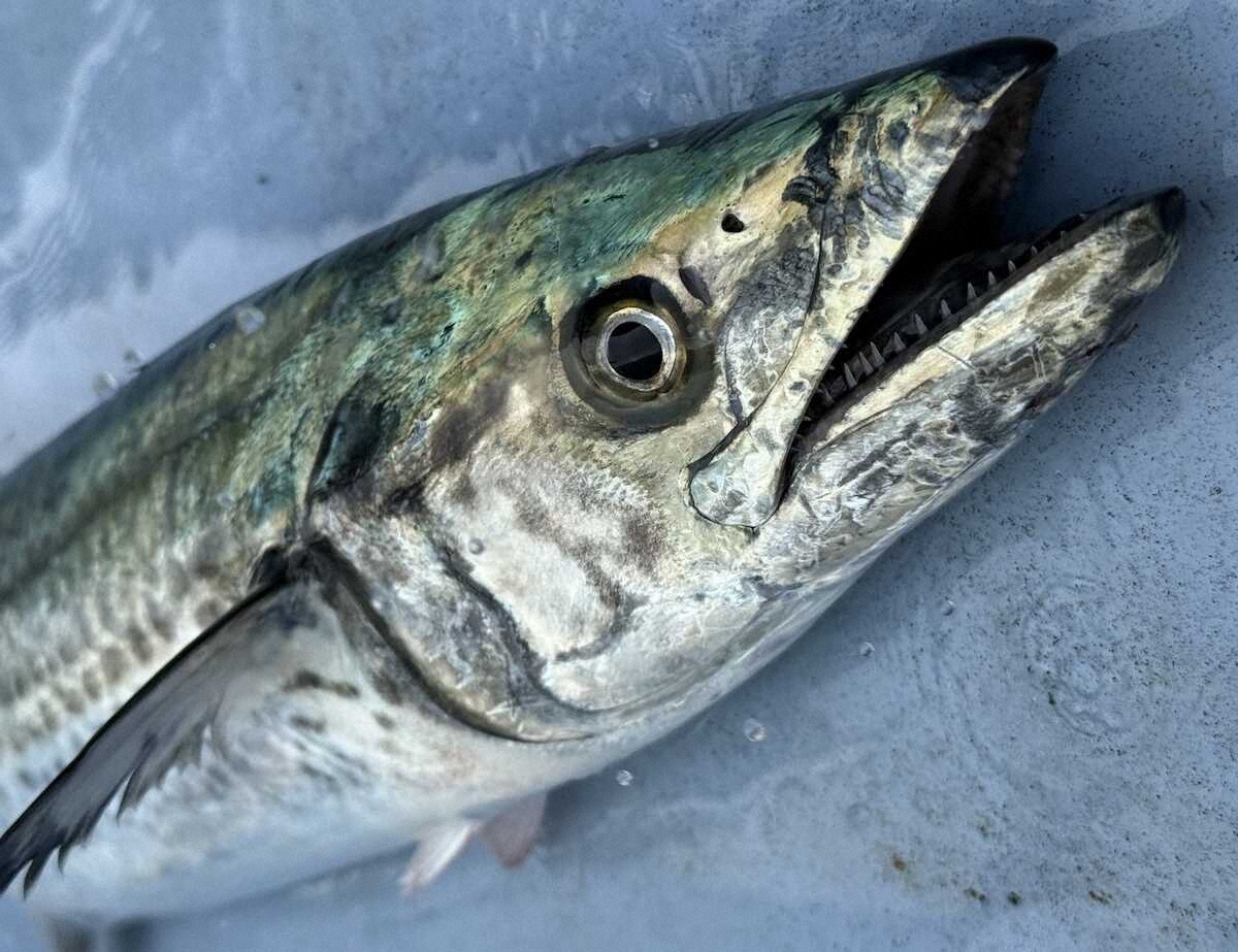 【画像・写真】思いが通じた重～いサワラ　東京湾でオデコのリベンジ