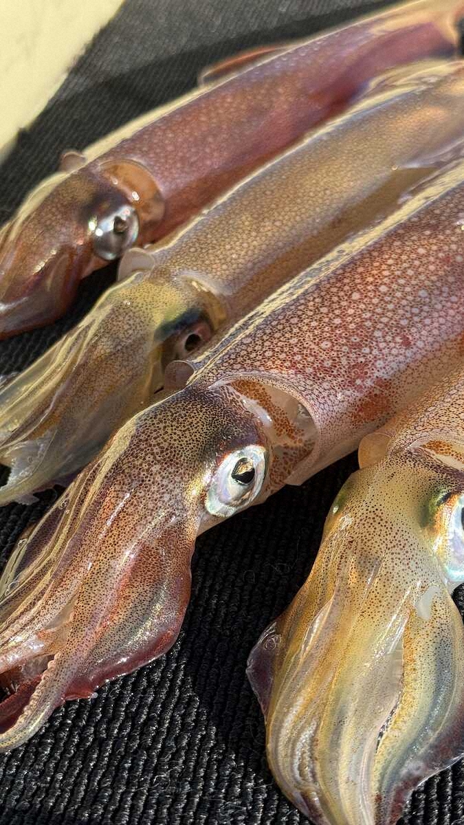 【画像・写真】ニヤリ2点掛け　今年の釣運はイカが?26年初めて海へ