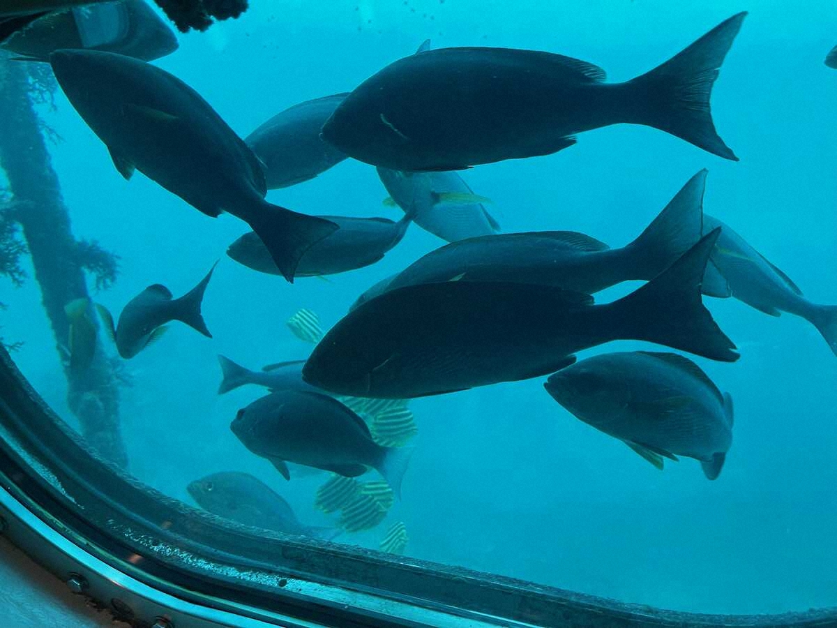 【画像・写真】【千葉】メジナ、イサキ、ツノダシ…海中展望塔は“天然の水族館”　運が良ければサメも！