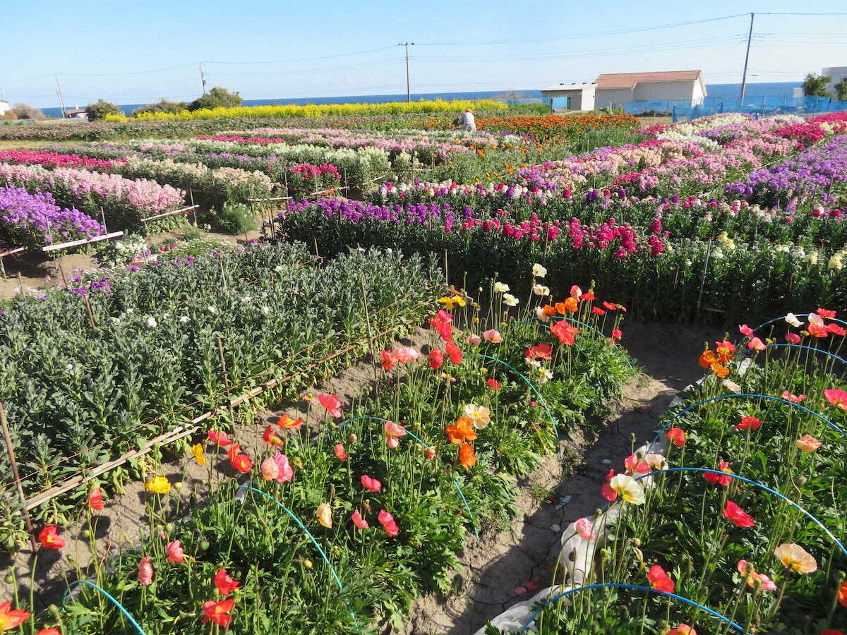 【画像・写真】【千葉】一足早く春が来た！400万本菜の花のじゅうたんで花摘み体験　白間津では色とりどりの花が