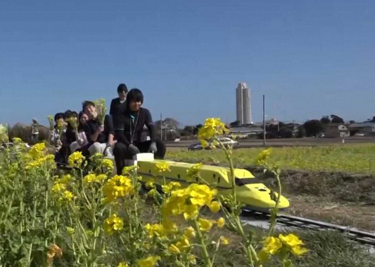 【画像・写真】【千葉】一足早く春が来た！400万本菜の花のじゅうたんで花摘み体験　白間津では色とりどりの花が