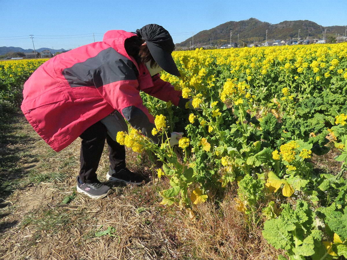 【画像・写真】【千葉】一足早く春が来た！400万本菜の花のじゅうたんで花摘み体験　白間津では色とりどりの花が