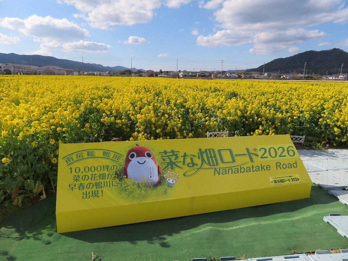 【画像・写真】【千葉】一足早く春が来た！400万本菜の花のじゅうたんで花摘み体験　白間津では色とりどりの花が