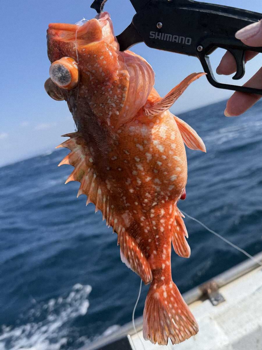 【画像・写真】和歌山県美浜町　落とし込み釣りで76センチのメジロをゲット!!