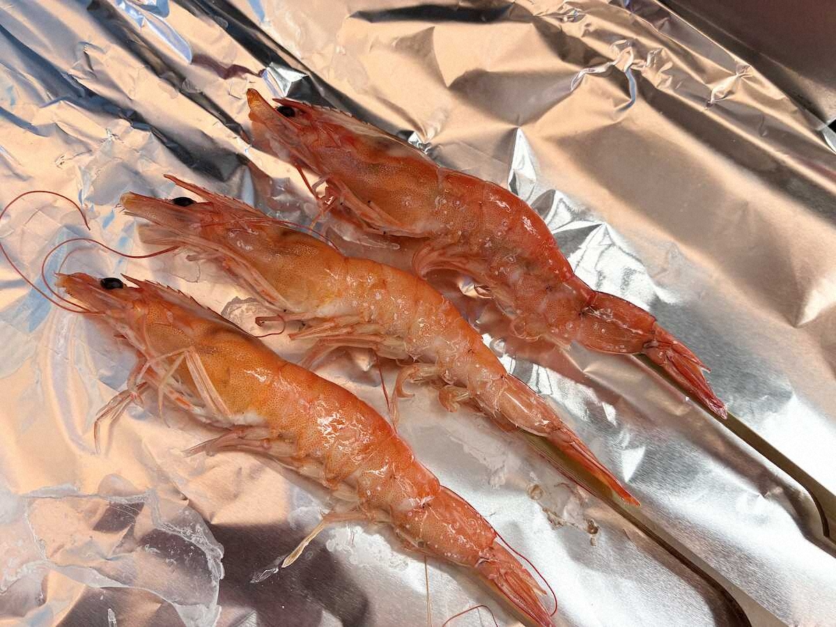 【画像・写真】14センチのエビに“えびす顔”　活性高いけど苦手な“慎重系”で奮闘