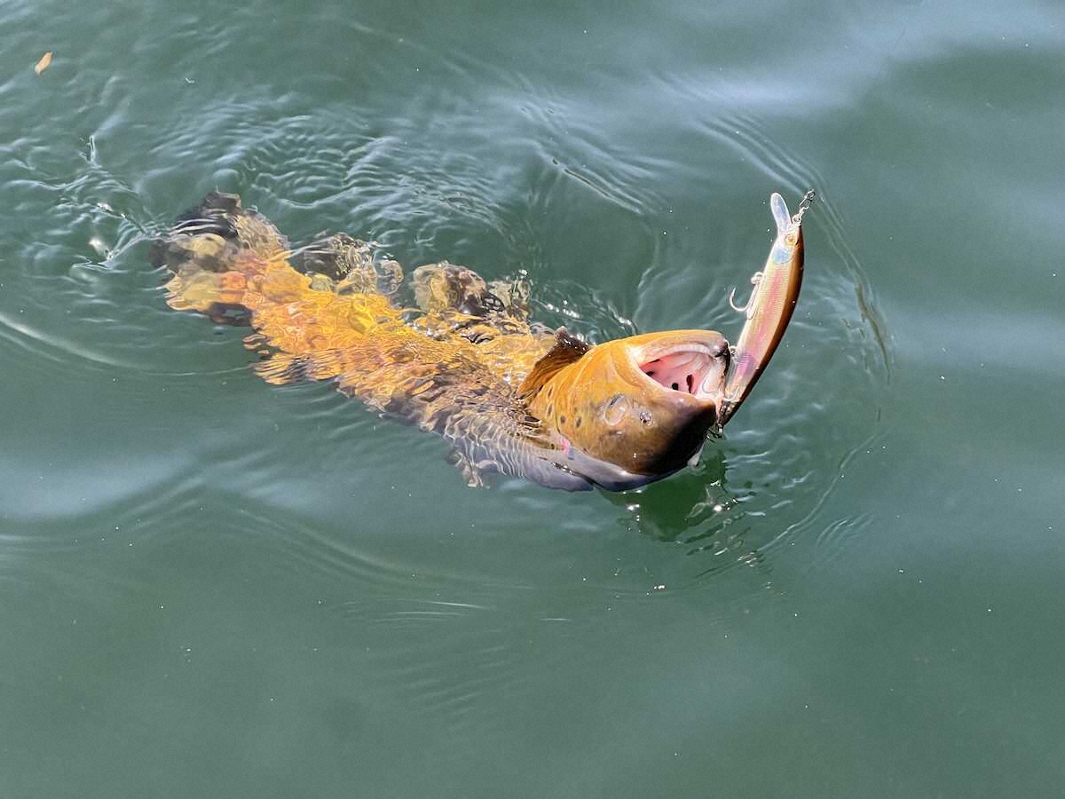 【画像・写真】解禁！ブラウン猛チェイスも…神奈川・芦ノ湖、3人で放流魚狙いました