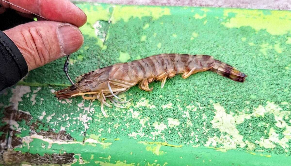 【画像・写真】マゴチで夏を先取り　まだ3月なのにルアーで53センチも　タナ取りマメに