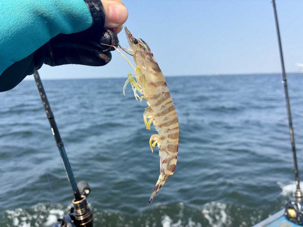 【画像・写真】46センチのマゴチ　滑り込みセーフ　ラスト1時間で爽快感