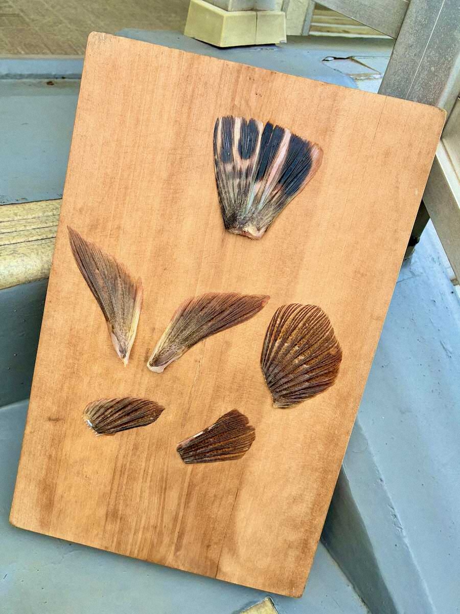 【画像・写真】46センチのマゴチ　滑り込みセーフ　ラスト1時間で爽快感