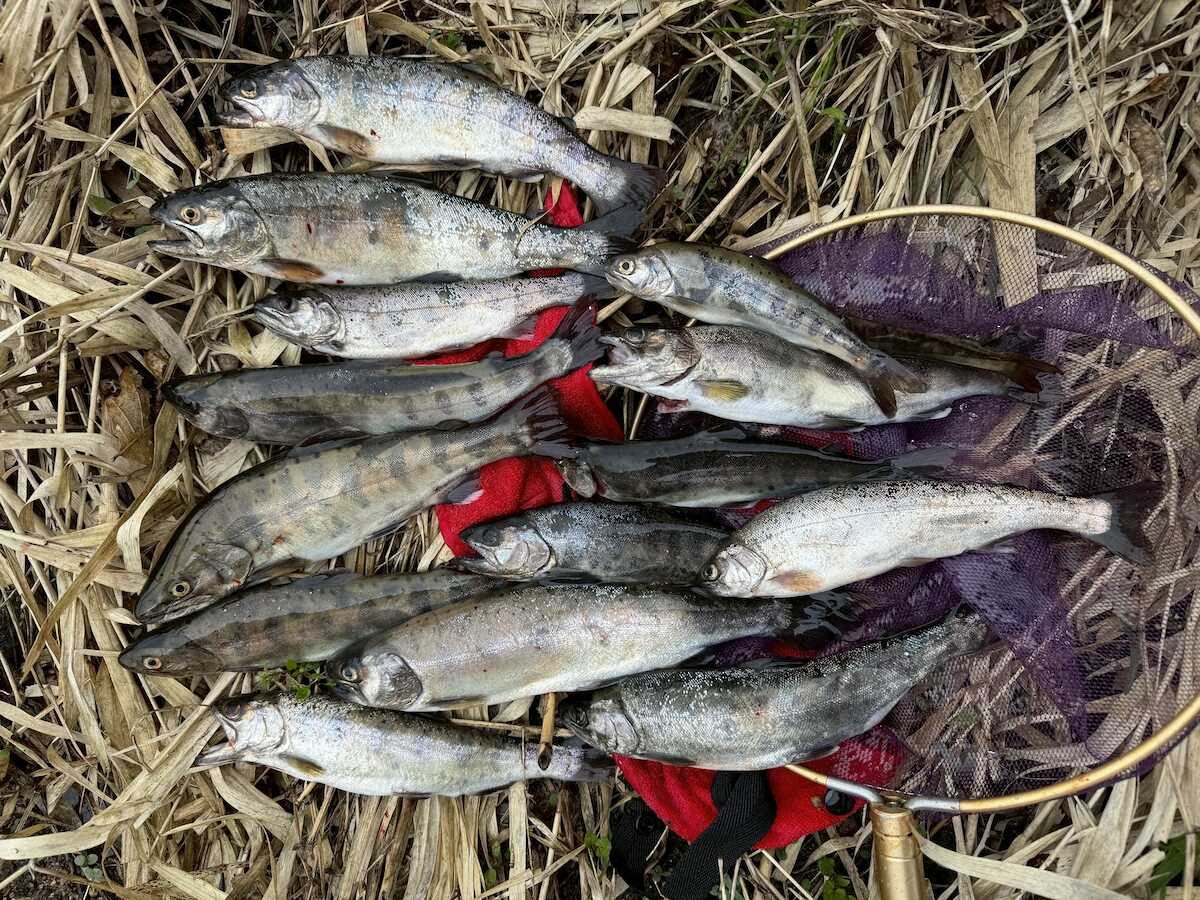 【画像・写真】ヤマメ　聖地で春らんまん28匹、良型28・5センチも　鳥取県　日野川支流・湯河川