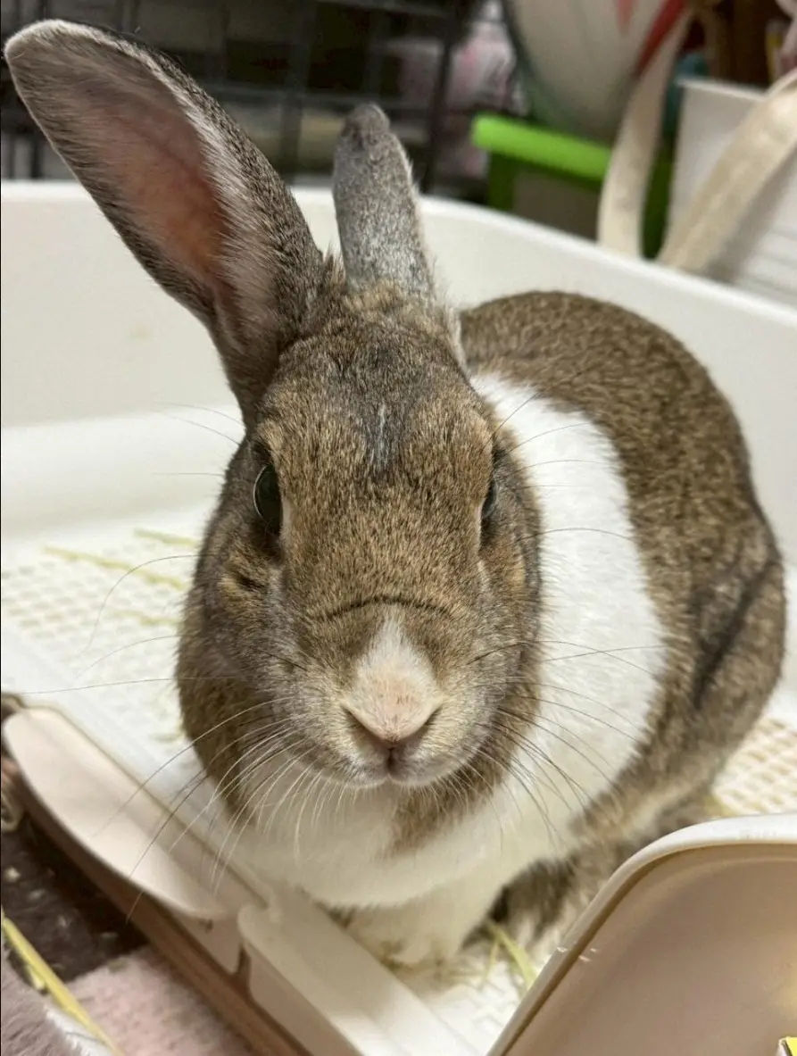 【画像・写真】元学校ウサギのモカ