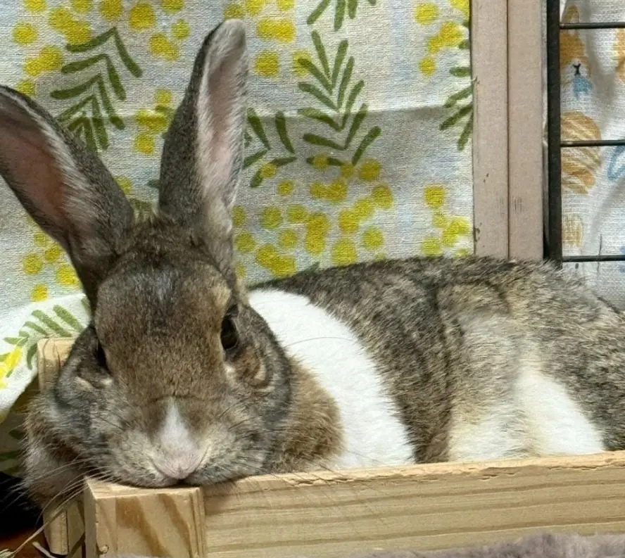 【画像・写真】元学校ウサギのモカ