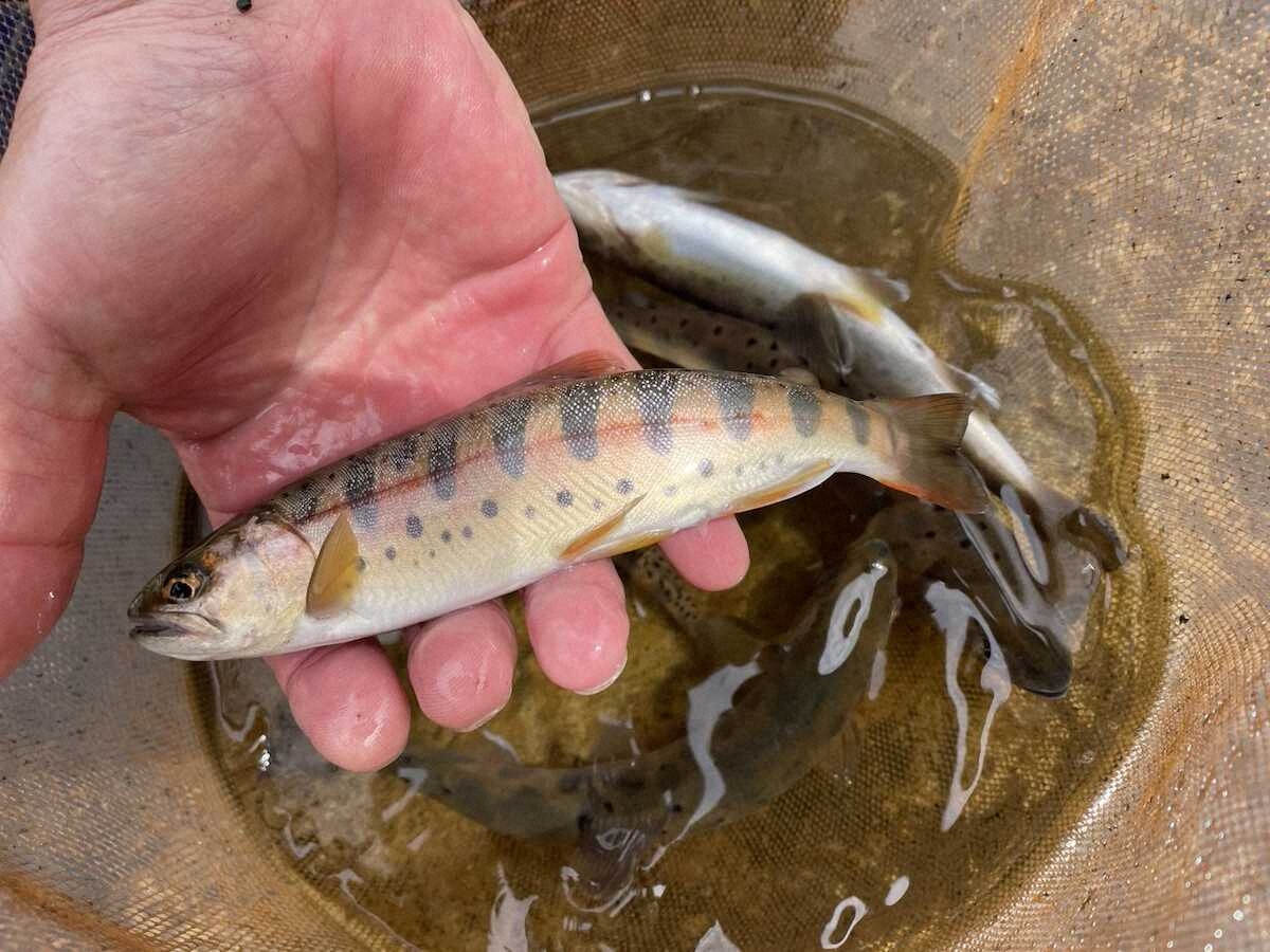 【画像・写真】開始早々23センチ美麗ヤマメ　山桜＆山吹咲き乱れる絶景の中…