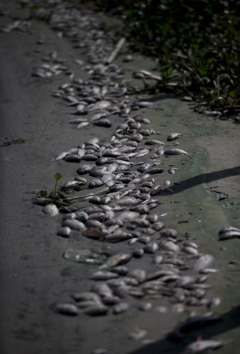 リオ市内のオリンピック公園前の湖に浮いた大量の魚（ＡＰ）