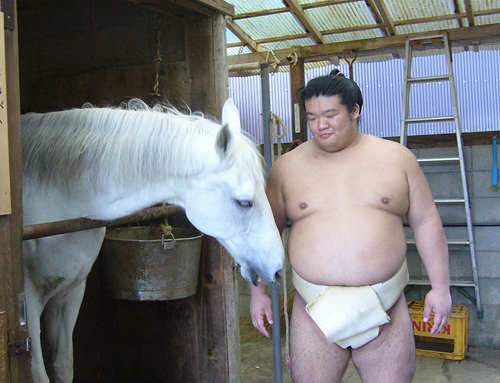 真っ白な馬体の「白梅」と触れ合う誉富士