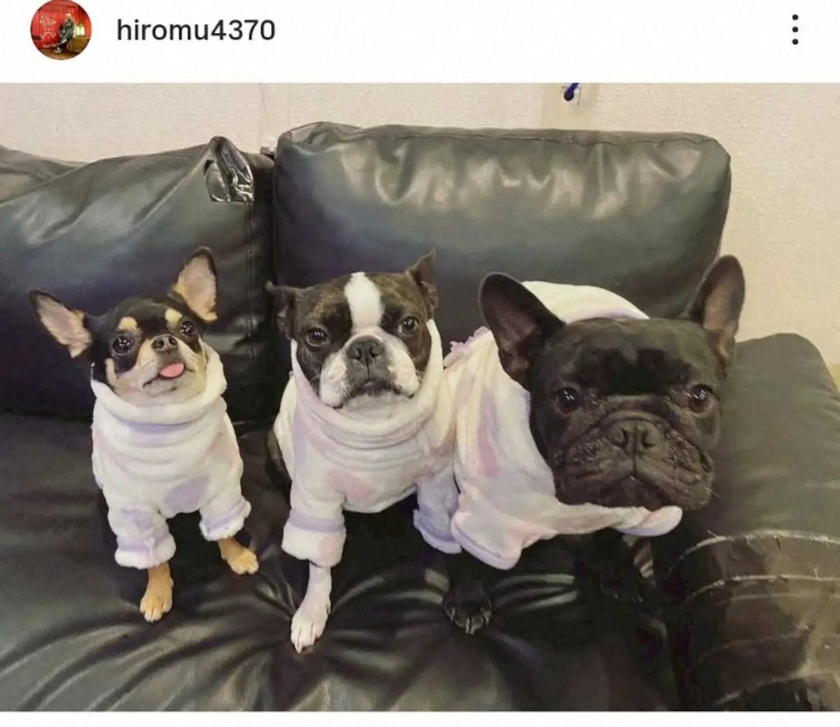 【画像・写真】小野祐夢の愛犬たち（本人インスタグラムから）