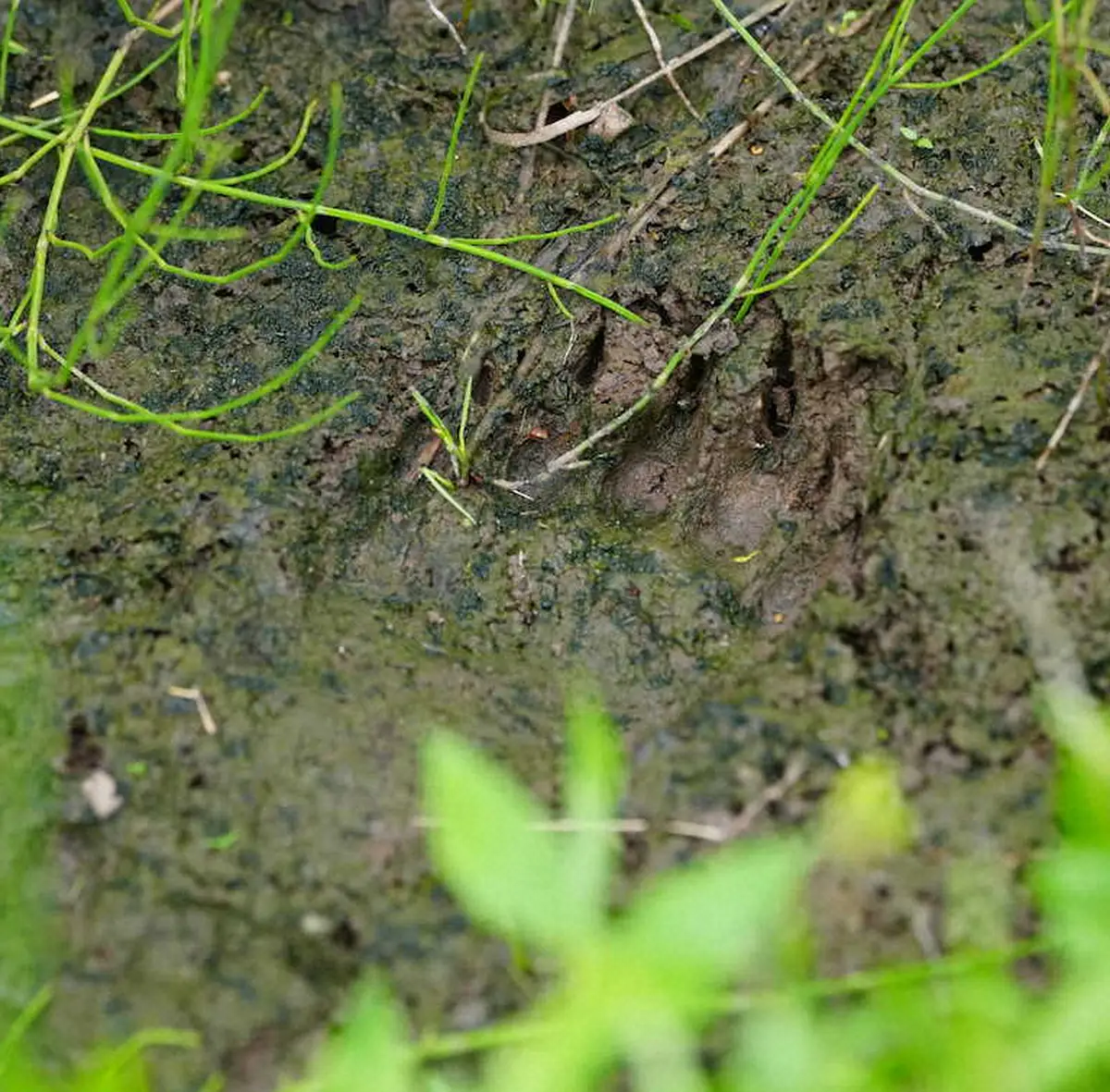【画像・写真】ゴルフ場周辺の田んぼに残るクマの足跡（撮影・西尾　大助）